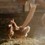 Brown Chicken on Brown Soil